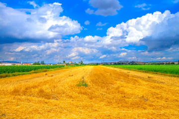Wheat field and cumulus clouds