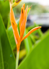 Flower bird of paradise