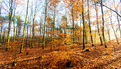 Fototapeta premium Invitation to dream, silence, relaxation, timeout, happiness: wonderful day in autumn forest :)