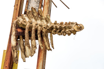 Decayed bones on power pole