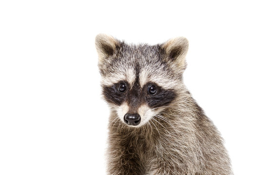 Portrait of a cute little raccoon isolated on white background