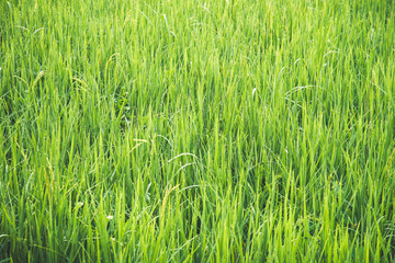 Green rice field pattern background concept in Horizontal view