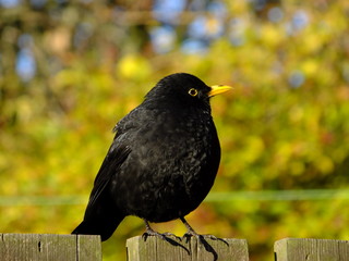 Male blackbird set against autumn foliage