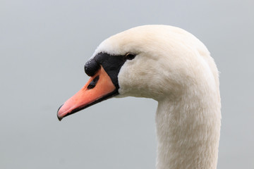 cigno