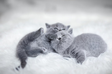 Two playful cuddling little cats, laying toghether.