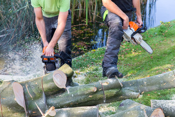 Two men sawing beech tree with chain saw