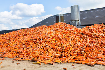 Heap of orange Carrots lying on farm © benschonewille