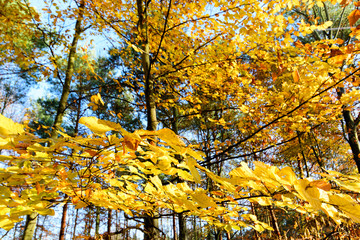 Invitation to dream, silence, relaxation, timeout, happiness: wonderful day in autumn forest :)