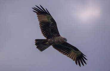 Bird of prey in flight