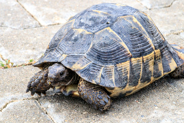 Turtle on cobblestones