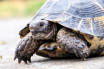 Fototapeta premium Turtle on cobblestones
