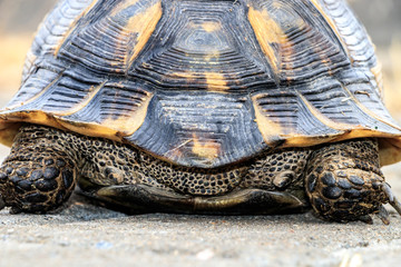 Turtle on cobblestones