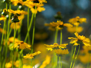 beautiful yellow flowers