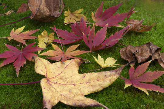 Moss and autumn leaves