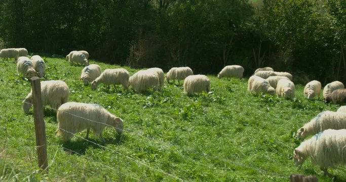 Moving Low Angle Shot of Sheep Eating Grass on a Pasture, Beautiful Animals and Trees in the Background.