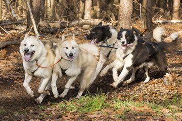 Vier mooie husky honden net door de bocht.