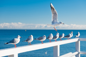 Gull flying, in the background gulls sitting on the railing - obrazy, fototapety, plakaty