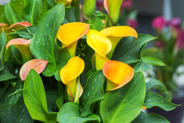 Bouquet of yellow calla lilies. Floral pattern