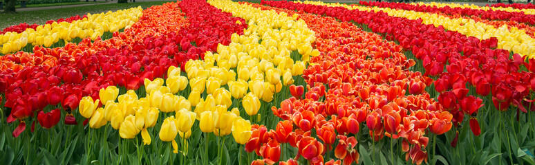 Rows of red, orange and yellow tulip flowers in garden Keukenhof, Netherlands