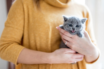 Fototapeta na wymiar Baby cat held by a woman.