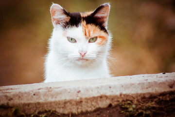 street three-colored cat with green eyes