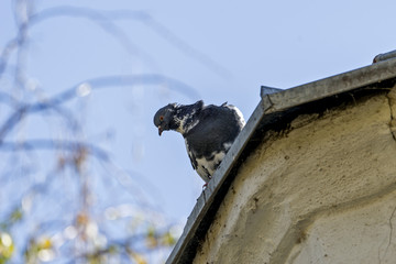 A pigeon in the urban environment on a building or wire