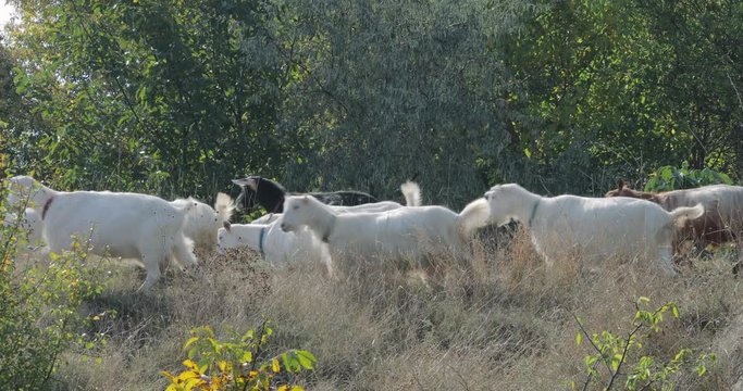 the shepherd conducts herd of goats on slopes, summer green thickets on rural areas
