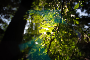 Fototapeta na wymiar Sunlight through leaves in a dark forest