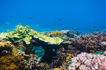 Tropical fishes on the coral reef, blue ocean. Wild life in underwater