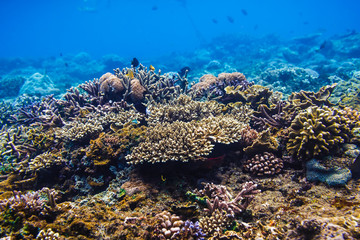 Naklejka na ściany i meble Coral reef and tropical fishes, Indian ocean.