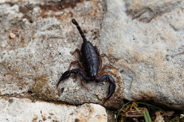 Scorpion of the species Euscorpius italicus
