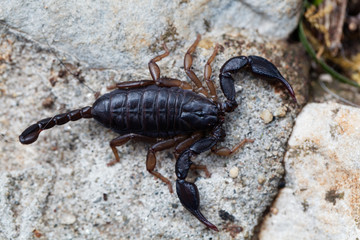 Scorpion of the species Euscorpius italicus