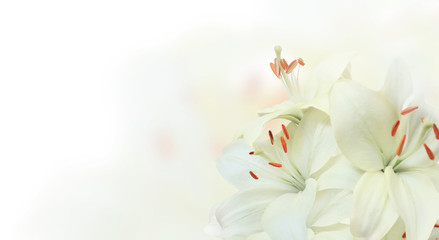 Fototapeta na wymiar Banner with lilies of white color