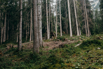 Nature in the summer Alps