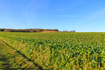 Fototapeta na wymiar Sussex Farm Landscape