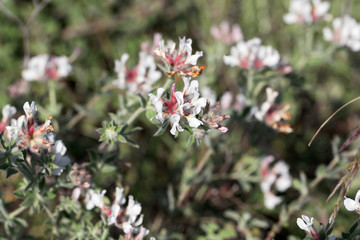 Canary clover (Dorycnium hirsutum)