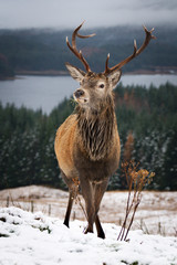 Red Deer (Cervus Elaphus) in Loch Lomond and Trossachs National Park in Winter