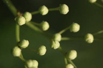 Knospen am Schwarzen Holunder (Sambucus nigra)