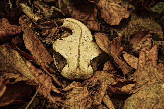 vivbora toro camuflandose entre hojas secas