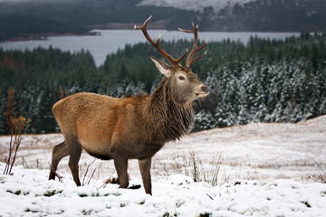 Red Deer (Cervus Elaphus) in Loch Lomond and Trossachs National Park in Winter