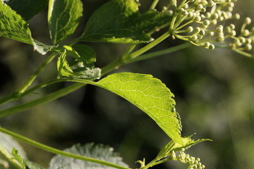 Schwarzer Holunder (Sambucus nigra), Laubblatt im Gegenlicht