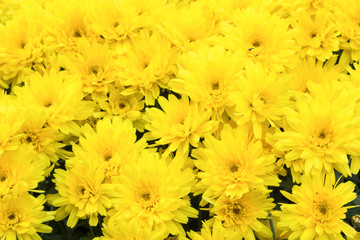 Fototapeta premium Żółte chryzantemy stokrotka kwiat tło, żółty kwiat kwiaty wzór.