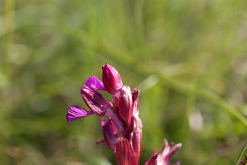 Fototapeta premium Flower of a butterfly orchid (Anacamptis papilionacea)