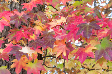 Autumn Beautiful and Colorful Autumn Leaves on the Tree Background, Red and Orange in Autumn, Fall Leaves Background.