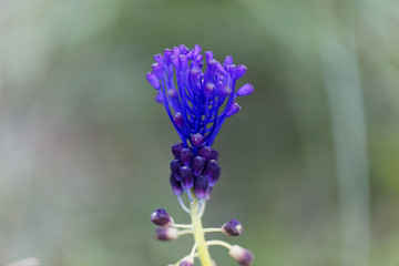 Tassel hyacinth flower (Muscari comosum)