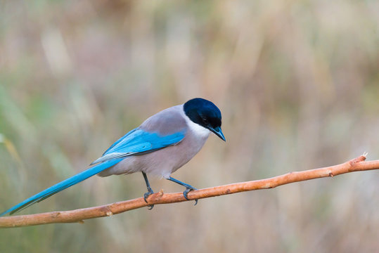 Cyanopica cyanus