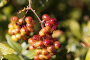 Berries of the Common smilax