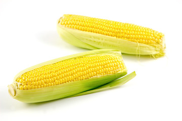 Fresh corn on cobs isolated in white background.