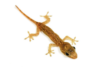 Naklejka premium Baby lizard or gecko