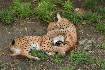 Euroasian lynx cubs in the bavarian national park in eastern germany, european wild cats, animals in european forests, lynx lynx 